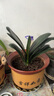君子蘭盆栽四季老苗花卉植物室內庭院水培綠植好養(yǎng)圓頭和尚大小苗 金冠君子蘭10-12片原盆原土+送 含盆 曬單實拍圖