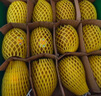佳沛（zespri）新西蘭 陽光金奇異果12粒禮盒特大果單果約122-146g 獼猴桃 水果 曬單實拍圖