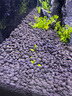 AMTRA TECHNIK德國(guó)安彩壁掛過(guò)濾器ex650魚缸過(guò)濾器烏龜?shù)退粌羲o音 EX650 新版除油膜器【內(nèi)含濾材】 曬單實(shí)拍圖