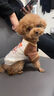 MIKI PAD寵物狗狗衣服夏季薄款透氣T恤小型犬幼犬貓咪衣服泰迪比熊雪納瑞 灰色棒球燙畫【棉質(zhì)護肚】 M胸圍42cm（建議6-8.5斤） 曬單實拍圖
