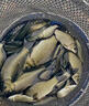 水帝日本進(jìn)口釣魚(yú)線(xiàn)500米魚(yú)線(xiàn)主線(xiàn)子線(xiàn)尼龍超強拉力臺釣海竿路亞 二代熒光黃 0.8 曬單實(shí)拍圖
