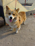 犬瘟細小試紙狗狗冠狀測試紙犬三項犬細小犬瘟熱三合一狂犬弓形蟲 TOXO弓形蟲【家有孕婦兒童必測】 曬單實拍圖