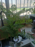 藍花楹綠植室內盆栽植物家里門(mén)口客廳電視柜旁邊好養活四季高級感 S造型藍花楹4年苗+基地原盆+吊卡 帶盆栽好 曬單實(shí)拍圖