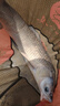 鱘王二代大物竿碳素巨物竿青鱘釣魚竿黑坑12H超硬青魚竿釣魚桿 鱘王二代7.2米 19調(diào) 曬單實(shí)拍圖