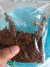 百支草  人參苗 室內(nèi)盆栽參苗  野山參種子苗 高麗參苗庭院種植種苗 野山參苗+肥 二年生苗 曬單實(shí)拍圖