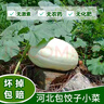 現(xiàn)摘白南瓜當(dāng)季白吊瓜新鮮蔬菜時(shí)令南瓜北瓜干瓜包餃子白玉瓜絞瓜 5斤 （果型隨機(jī)） 曬單實(shí)拍圖