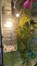 旺浦商貿(mào)碗蓮種子室內(nèi)盆栽荷花種子睡蓮四季開花水培碗蓮花卉種子植物種子 開口碗蓮種子混色70粒 不含盆 曬單實(shí)拍圖