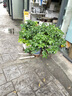 意軒梔子花四季開(kāi)花 陽(yáng)臺(tái)室內(nèi)盆栽 桅子花苗 梔子花 牡丹梔子花 4年高桿牡丹梔子花【一月左右長(zhǎng)花苞】 曬單實(shí)拍圖
