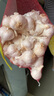 25年蒼山兩三瓣大蒜大蒜種子老品種非轉基因新干蒜粘脆3/5斤 3斤中果【圓通快遞】 曬單實(shí)拍圖