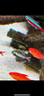 寵翰魚(yú)鹽魚(yú)缸清潔鹽觀賞魚(yú)水族鹽海鹽凈化水質(zhì)養(yǎng)魚(yú)用品2斤 曬單實(shí)拍圖