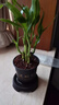 白掌盆栽綠植花卉室內(nèi)客廳好養(yǎng)一帆風(fēng)順?biāo)募鹃_花凈化空氣觀賞盆景美觀 精品白掌1株（原盆）+營養(yǎng)液 含盆 曬單實拍圖