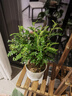 京云夢(mèng)清香木盆栽胡椒木防蚊蟲驅(qū)蚊草土培好養(yǎng)綠植室內(nèi)塑料盆源頭直發(fā) 曬單實(shí)拍圖