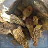 羊肚菌500克干貨野生特級(jí)胖東來品質(zhì)頭干貨頭茬肉厚云南特產(chǎn)食用 高品質(zhì)羊肚菌 【肉厚無沙】 凈重【足量】1包約9-11個(gè) 營養(yǎng)煲湯 曬單實(shí)拍圖