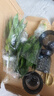 花翁觀音竹水培植物桌面盆栽花卉綠植源頭直發(fā) 3棵+菱格布袋灰 2盆裝 曬單實拍圖