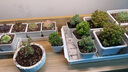 V-POWER全光譜燈植物補(bǔ)光燈多肉仿太陽(yáng)光花卉室內(nèi)家用植物生長(zhǎng)燈育苗燈 全光譜90cm30W雙排150顆led 曬單實(shí)拍圖