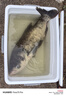 BKK無結(jié)子線雙鉤鰱鳙鰱關(guān)東青草魚黑坑競技專用雙鉤成品大物魚鉤 曬單實拍圖