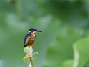 尼康（Nikon）AF-S 尼克爾 200-500mm f/5.6E ED VR 遠(yuǎn)攝變焦鏡頭 AF-S 200-500mm f5.6E VR 官方標(biāo)配 曬單實(shí)拍圖