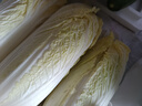 云南高原娃娃菜新鮮蔬菜生鮮乾隆白菜早餐火鍋必備產(chǎn)地直發(fā) 淺黃色 新鮮娃娃菜3顆裝*1包 曬單實(shí)拍圖