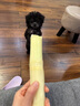 泰迪幼犬純種灰泰迪貴賓犬茶杯犬長(zhǎng)不大小體狗小型犬活體狗寵物狗 寵物級(jí) 灰泰迪 母 曬單實(shí)拍圖