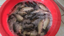 霸統高濃縮純正麝香酒小藥正品黑坑鯽鯉草鳊青魚(yú)滑口回鍋專(zhuān)用釣魚(yú)小藥 高濃度麝香酒（不添加增稠劑） 曬單實(shí)拍圖