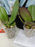 蝴蝶蘭盆栽帶花劍四季開花客廳室內(nèi)蘭花大苗桌面無花苞花好養(yǎng)易活 【主圖款】---【包開花】送營養(yǎng)液2包 帶2支花劍 曬單實拍圖