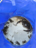 漫生活趕海工具套裝沙灘挖沙玩具鐵鍬鋤頭水桶鏟子夾子耙挖土種菜6件套 曬單實拍圖