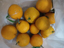 廣供天下四川不知火丑橘丑柑甜橘子新鮮水果丑八怪桔子柑橘水果 9斤70-75mm 曬單實(shí)拍圖
