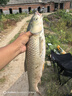 川澤鼎尖江湖伊勢尼魚(yú)鉤大物子線(xiàn)雙鉤成品魚(yú)鉤子綁好野釣湖庫大物鉤 75cm【鉤10線(xiàn)4.0+鉤11線(xiàn)5.0】 鼎尖江湖伊勢尼大物鉤 曬單實(shí)拍圖