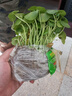 景郁春 JIRYUCUR薔薇花苗藤本月季庭院爬藤植物臺(tái)花卉四季開花薰衣草花環(huán)源頭直發(fā) 曬單實(shí)拍圖