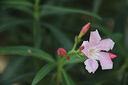 傾顏吊蘭綠植盆栽室內(nèi)苗木室內(nèi)盆栽垂吊花卉植物花卉盆栽土培水培植物 青葉吊蘭整盆苗3-5棵（簡易原盆原土） 曬單實拍圖