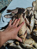 龍王恨魚(yú)餌藍鯽青春版腥香餌料江河湖庫野釣鯽魚(yú)鯉魚(yú)草魚(yú)鳊魚(yú)餌料魚(yú)食 藍鯽·青春版-腥香(300g/包)*5 曬單實(shí)拍圖