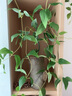 阿楹家飾 AYING墻上仿真植物裝飾壁掛花盆 吊垂藤陽臺(tái)草創(chuàng)意背景墻面綠植小掛件 晚風(fēng)拂藤-2個(gè)一套 曬單實(shí)拍圖