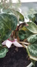 仙客來盆栽帶花大花重瓣花卉植物室內(nèi)花好養(yǎng)活四季開花陽臺(tái)仙鶴來 紫色【大花】花期帶花 13cm盆簡 曬單實(shí)拍圖