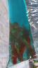 智伴熊 ZIBARBEAR蝶尾金魚(yú)鎏金小金魚(yú)活觀(guān)賞魚(yú)小型冷水魚(yú)淡水魚(yú)好養耐活紅獅魚(yú)泰獅 4-5cm隨機小金魚(yú)12條 曬單實(shí)拍圖