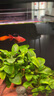 共度（Gong Du）魚(yú)缸造景莫斯沉木水榕活體無(wú)土植物懶人增氧真水草趴地矮珍珠陀草 三頭小水榕沉木 曬單實(shí)拍圖