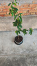 桂花樹(shù)苗庭院嫁接桂花盆栽室內綠植濃香型盆景四季桂花樹(shù)植物好養 主圖款-6年高約70cm當年開(kāi)花 育苗袋 曬單實(shí)拍圖