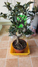 花翁盆栽花卉綠植盆景 (5年2cm老樁)精品垂絲海棠花+肥料源頭直發(fā) 曬單實(shí)拍圖