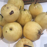 【山西蜂蜜貢梨】山西貢梨大果酥梨10斤當(dāng)季新鮮梨子多汁脆甜薄皮 【實惠】10斤中果 曬單實拍圖