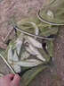 野釣黃尾專(zhuān)用餌料專(zhuān)攻紅尾魚(yú)餌料釣鲴魚(yú)鯽魚(yú)爆護打窩料誘魚(yú)開(kāi)口劑 三袋【強效誘魚(yú)】 曬單實(shí)拍圖