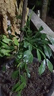 清香驅蚊九里香盆栽花卉室內外驅蚊草植物樹(shù)苗茉莉花老樁盆景綠植 6年九里香大苗（原土球）+液 含盆 曬單實(shí)拍圖