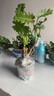 龍鱗小天使春羽老樁盆栽室內綠植北歐網(wǎng)紅室內客廳觀(guān)葉植物 中號雙桿龍鱗含盆高（約42公分） 曬單實(shí)拍圖