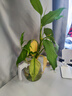 丘比沙拉汁 焙煎芝麻口味 調(diào)味品 拌水果蔬菜火鍋 廚師系列 1.5L 曬單實(shí)拍圖