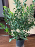 開時果 藍莓樹果苗盆栽可食用 陽臺南北方種植藍莓果樹苗大號當年結(jié)果 【8年帶果&黑侖盆】夏普 70-90cm 帶土帶葉發(fā)貨-結(jié)果可食用 曬單實拍圖