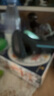 飛利浦（PHILIPS）電動(dòng)剃須刀經(jīng)典1系 小旋風(fēng)刮胡刀 生日禮物 七夕情人節(jié)禮物送男友送老公 曬單實(shí)拍圖