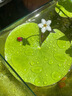 采緹（CAITI）水碗蓮一葉蓮 帶花苞睡蓮荷花大號小葉迷你水生家用睡蓮碗蓮花 大葉10-15公分10片 不含盆 曬單實拍圖