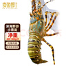 賣(mài)魚(yú)郎先生 印尼活凍小青龍蝦200-300g/只 超大龍蝦 花龍海鮮水產(chǎn)生鮮 蝦類(lèi) 曬單實(shí)拍圖