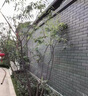 青磚仿古磚圍墻庭院地磚中式古建面磚外墻青磚片墻面磚文化磚 12*24 曬單實拍圖