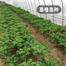 鳳鳴雅世食用羽衣甘藍種子四季盆栽蔬菜種孑綠翡翠羽衣甘藍種子100粒 曬單實(shí)拍圖