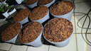 仙兔椰殼蘭花植料粗椰殼椰磚營(yíng)養土脫鹽石斛月季花土蝴蝶蘭專(zhuān)用土 仙兔大塊粗椰殼磚【8斤*12塊】 曬單實(shí)拍圖
