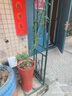 1.6米爬藤月季大苗蒂娜四季開花薔薇基地直發(fā)【買就送扦插小苗】 紅木香1.6米開花爆滿 送種植說明書 曬單實(shí)拍圖